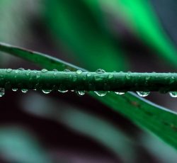 Macro photography of green leaf plant
