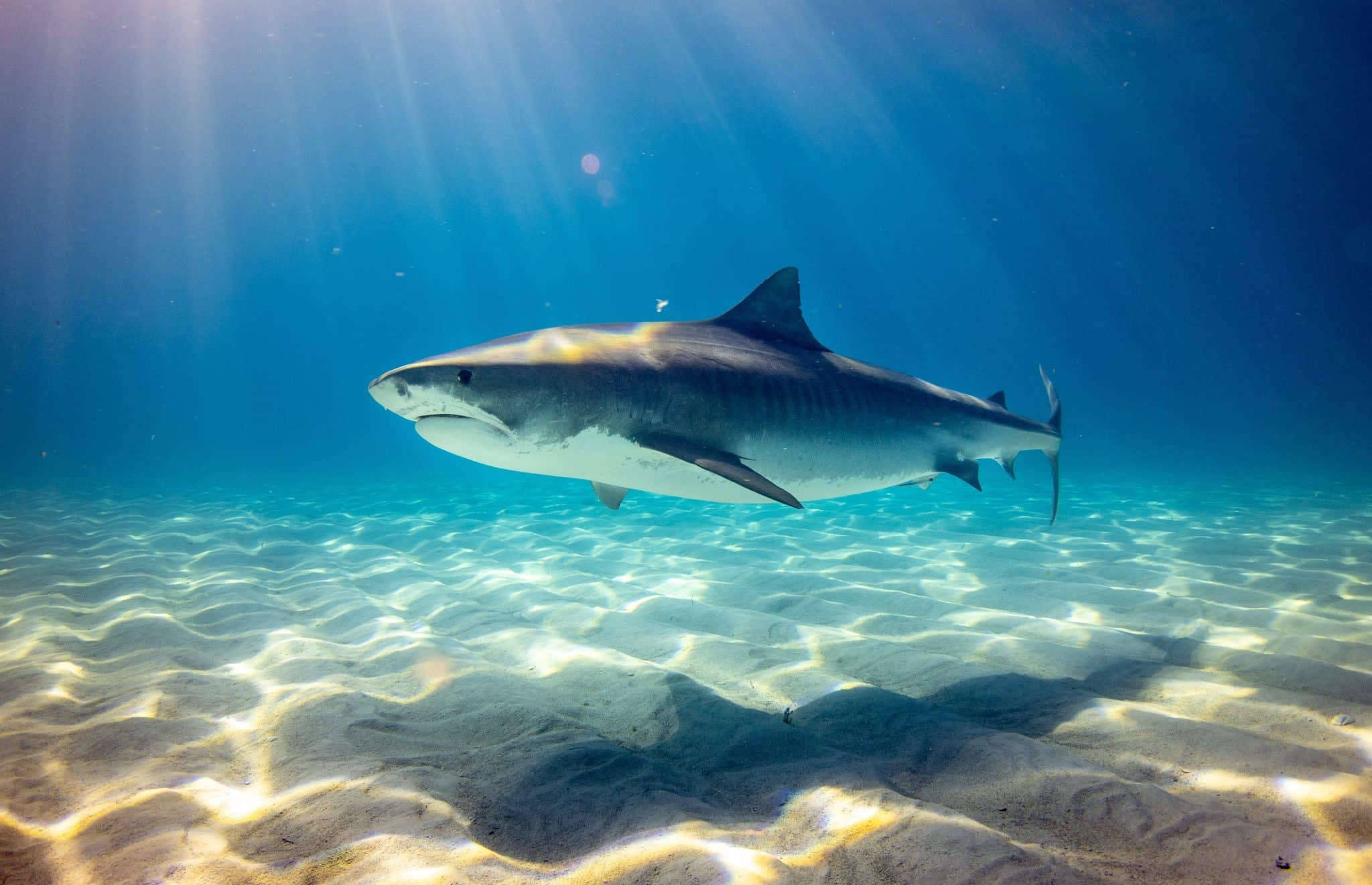 Tiger Shark, Bahamas